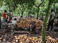 Mengapa coklat Natal Anda tidak akan terjual sebanyak ini tahun ini: Perayaan, Susu Susu, dan Jeruk Coklat Terry semuanya LEBIH KECIL tetapi harganya lebih mahal