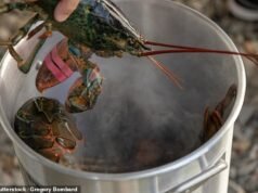 Merebus lobster dan kepiting hidup-hidup ‘tidak dapat diterima’ dan akan dilarang oleh Partai Buruh sebagai bagian dari tindakan keras mereka terhadap kesejahteraan hewan