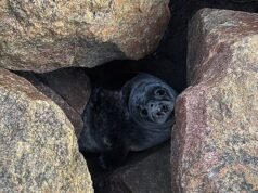 Di antara batu dan tempat yang keras… penggali yang harus menyelamatkan anak anjing laut yang terjepit