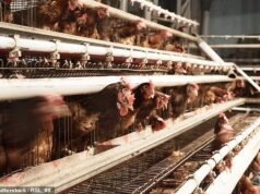 Para peternak sekarang berisiko dirugikan oleh impor setelah reformasi kesejahteraan hewan yang dilakukan oleh Partai Buruh