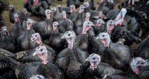 Apakah kalkun Anda berasal dari Polandia? Supermarket dituduh menyesatkan pembeli dengan kalkun yang diimpor dari UE ketika wabah flu burung di peternakan Inggris menghantam pasokan