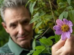 Lupakan Poinsettia, ini Dahlias di bulan Desember! Cuaca sejuk di luar musimnya membuat bunga-bunga eksotis bermekaran beberapa hari sebelum Natal