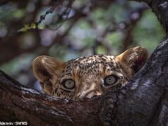 Fotografer alam liar asal Inggris berbagi foto favoritnya tahun ini – mulai dari anak singa yang manis di Kenya hingga beruang yang sedang menangkap ikan di Alaska