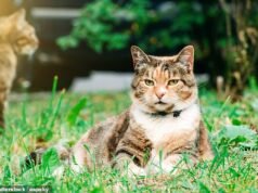 Ayah membawa masalah kotoran kucing ke Pengadilan Tinggi