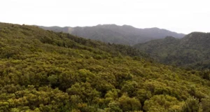 Keluarga menyelamatkan nyawa manusia dengan lingkaran panas manusia