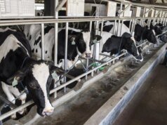 Dukung Program MBG, Bappenas dan Perkebunan Kandangan Madiun Genjot Hilirisasi Susu