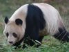 Hubungan Memburuk, Panda Kembar di Jepang Dipulangkan ke China