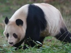 Hubungan Memburuk, Panda Kembar di Jepang Dipulangkan ke China