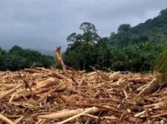 Viral Kayu Gelondongan Bertanda Kemenhut Terdampar di Lampung