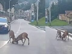 Jejak yang aneh tentang asal usul dolar: Ini membawa reporter Amerika ke Pegunungan Ore!