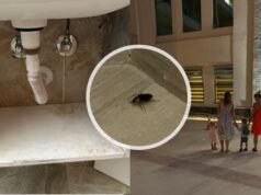 Liburan di Ceko, Slovakia, dan Polandia: Siapa yang paling banyak menghabiskan uang dan siapa yang menunggu diskon? Perbandingan yang mengejutkan