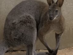 Lewati kanguru yang seharusnya menjadi hadiah Natal: Dia melompat keluar dari taman sebelum Malam Natal