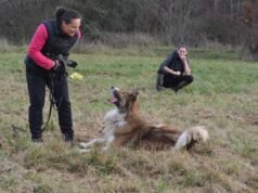 Argo sudah mencari rumah baru selama enam bulan. Akankah dia mendapatkannya sebagai hadiah di bawah pohon?