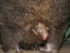 Tambahan yang lucu di Kebun Binatang Praha: Wombat kecil sudah menarik pengunjung