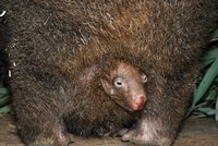 Tambahan yang lucu di Kebun Binatang Praha: Wombat kecil sudah menarik pengunjung