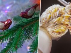 FALSE:: ERROR: UNSUPPORTED ENCODING