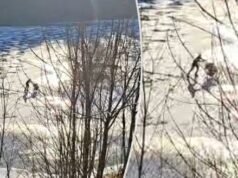 Pengejaran gila-gilaan itu berakhir dengan kecelakaan: Ferrari yang dicuri itu terbang keluar jalan raya