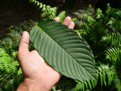 New York mengatur kratom: undang-undang yang melarang penjualannya kepada anak di bawah umur dan peringatan wajib