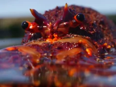 Merebus kepiting dan lobster hidup akan dilarang dalam tindakan keras terhadap hak-hak hewan di Inggris