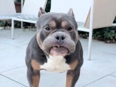 Influencer Anjing Kesayangan Raffie Meninggal Tiba-Tiba di Malam Natal