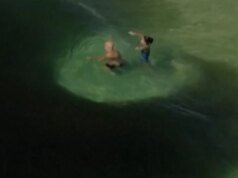 Jutaan ikan teri mengelilingi perenang di pantai Rio