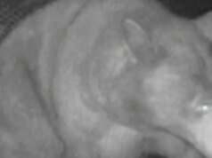 Perangkap salah menangkap beruang di California