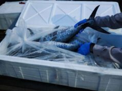 Koperasi Santo Alvin Kembali Ekspor Ikan Pelagis ke Singapura