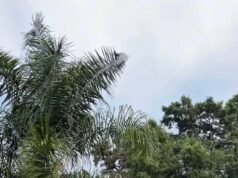 Liburan musim panas: tiga pantai tempat Anda bisa masuk ke dalam air dan terletak satu jam dari Buenos Aires