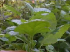 Perawatan pakaian: lupakan kapur barus dengan dua ramuan alami pengusir ngengat ini