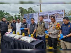Kayu Gelondongan yang Terbawa Banjir Sumut Akibat Alih Fungsi Lahan