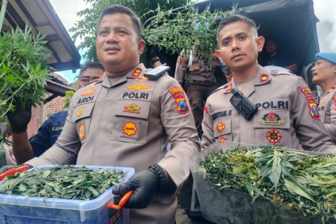 polres-jombang-menyita-110-batang-tanaman-ganja-dan-53-kilog-dsti.jpg