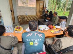 Infection EEHV Ancam Gajah Sumatra, Kemenhut Gandeng Tim Pakar dari India