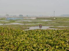 Ketika tarif Trump menghantam India, makanan very ini mengincar pasar baru|Perang Dagang