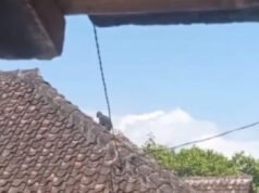 Heboh Kemunculan Lutung Jawa di Atap Rumah Warga Magetan, Polisi & BKSDA Bertindak