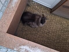 Kambing eksotik ditemukan setelah berminggu-minggu mengembara. Petugas pemadam kebakaran menangkapnya di ruang bawah tanah blok apartemen