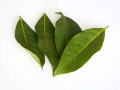 4 Manfaat Daun Salam, Baik Dikonsumsi Penderita Diabetes Mellitus