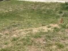 Mereka menemukan seekor singa laut berkeliaran di jalanan lingkungan pribadi eksklusif di pantai Argentina