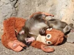 Punch the baby monkey menjadi viral karena kecintaannya pada mainan mewahnya dan Netizen tidak pernah puas; lihat video menggemaskan