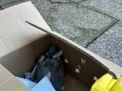 Panggil Pasukan Terbang! Polisi menyelidiki setelah 100 burung ditembak di pemusnahan kereta api Manchester