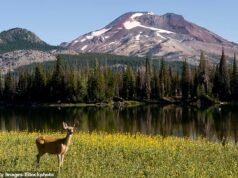 Negara bagian Pacific Northwest yang indah, terkenal karena alamnya dan politiknya yang sadar, bergerak selangkah lebih dekat menuju pelarangan perburuan dan penangkapan ikan