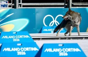 Pemiliknya baru menyadari bahwa anjingnya telah melanggar gerbang Olimpiade Musim Dingin ketika dia melihatnya melewati garis finis di television – setelah dia membuka kunci kandangnya dan membuka pintu depannya sendiri.