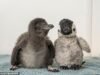 Penguin langka bernama Henry yang lahir di akuarium Dorset diberikan mainan berbulu halus untuk menemaninya hingga saudaranya tiba