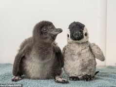 Penguin langka bernama Henry yang lahir di akuarium Dorset diberikan mainan berbulu halus untuk menemaninya hingga saudaranya tiba