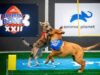 ‘Puppy Bowl’ kembali dengan pertarungan Team Oldies vs Team Goldies: Cara menontonnya