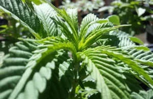 Apakah Advanced Flower Capital Inc. (AFCG) salah satu Saham Ganja Terbaik untuk Diinvestasikan Saat Ini?