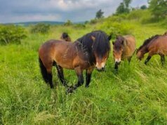 Para pelestari lingkungan tidak bosan, mereka memburu rakun: Hama tersebut berkeliaran di Podyjím