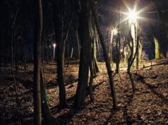 Antrian kupu-kupu! Kebun Raya mengalami kesibukan terbesar dalam sejarah