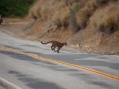 Perlindungan bagi singa gunung California bisa menjadi permanen – The Mercury News