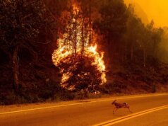 Studi baru mengungkapkan asap kebakaran hutan menyebabkan 24.100 kematian setiap tahunnya di AS – The Mercury News