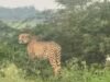 Cheetah KP- 2 kembali ke Baran Rajasthan dari Taman Nasional Kuno setelah relokasi|Berita India